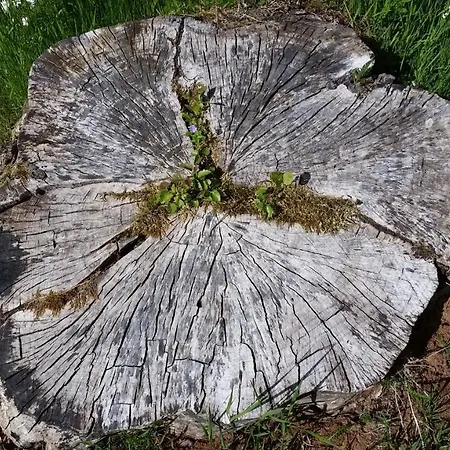 Pod Vlekem Penzion Janov nad Nisou